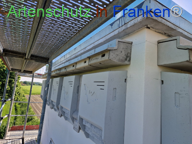 © Artenschutz in Franken® Bild zum Eintrag (1104594-160)