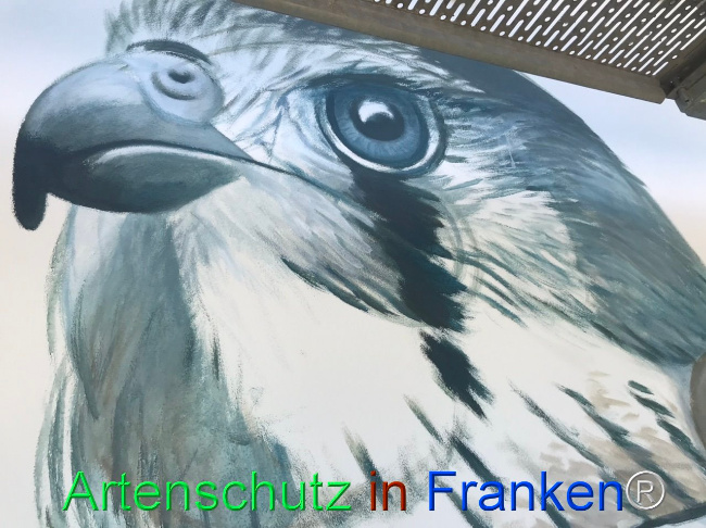© Artenschutz in Franken® Bild zum Eintrag (1104622-160)