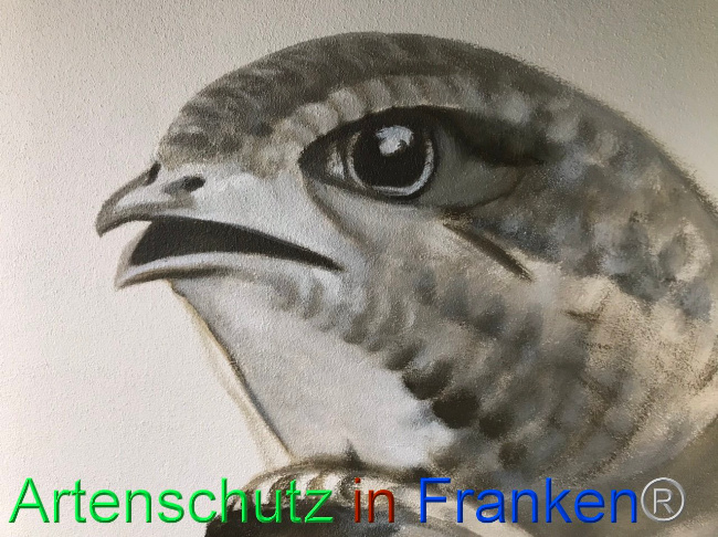 © Artenschutz in Franken® Bild zum Eintrag (1104707-160)