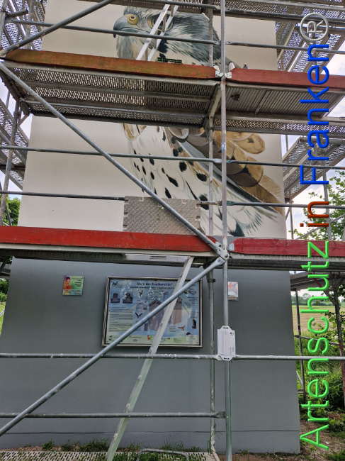 © Artenschutz in Franken® Bild zum Eintrag (1104722-160)