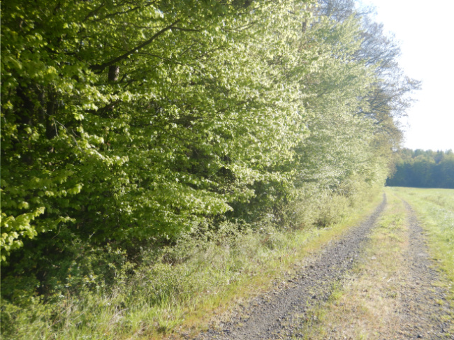 © Artenschutz in Franken® Bild zum Eintrag (1104997-160)