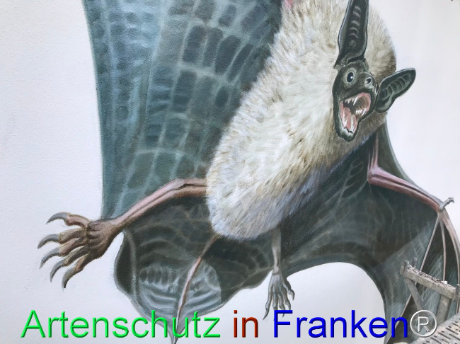 © Artenschutz in Franken® Bild zum Eintrag (1105042-160)