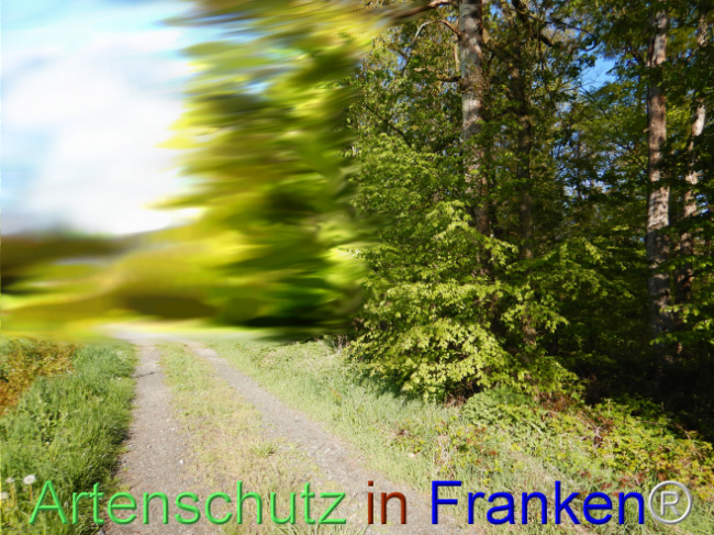 © Artenschutz in Franken® Bild zum Eintrag (1105127-160)