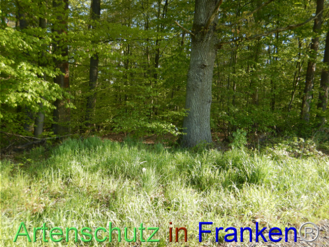 © Artenschutz in Franken® Bild zum Eintrag (1105128-160)