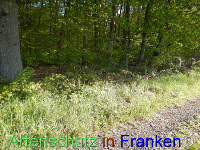 © Artenschutz in Franken® Bild zum Eintrag (1105129-160)