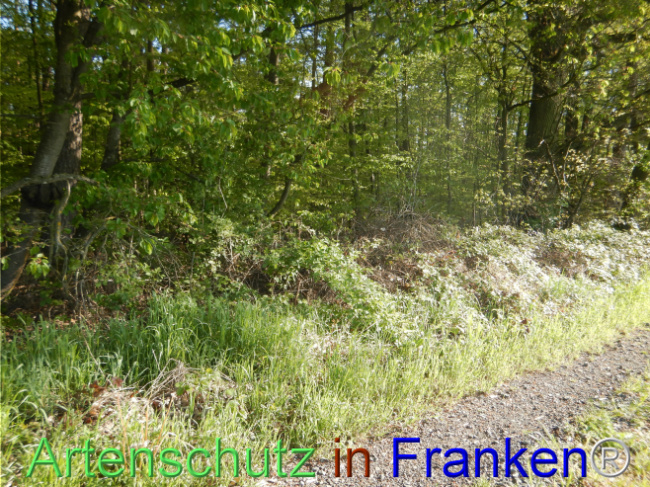 Bild zum Eintrag (1105134-160)