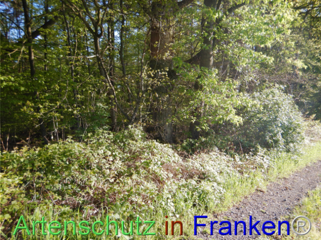 Bild zum Eintrag (1105135-160)
