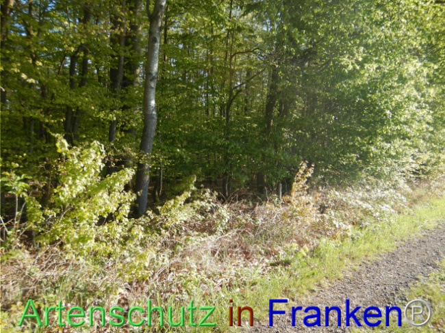 Bild zum Eintrag (1105141-160)