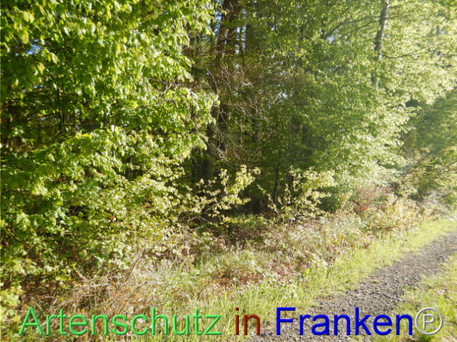 Bild zum Eintrag (1105142-160)