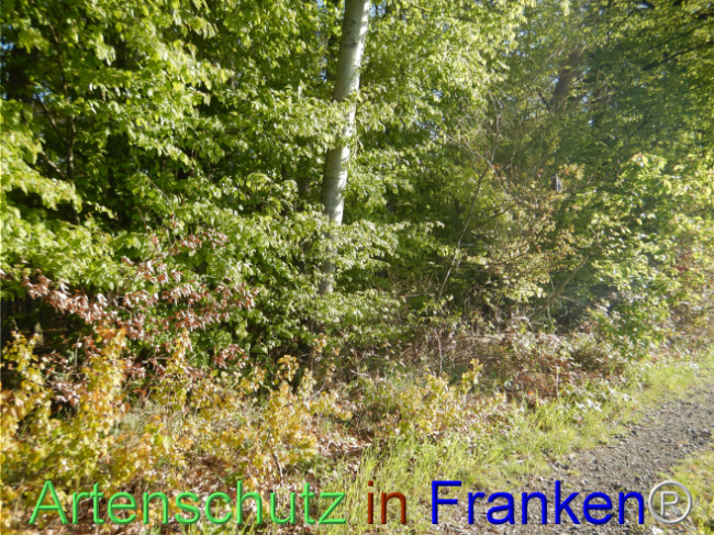 Bild zum Eintrag (1105143-160)