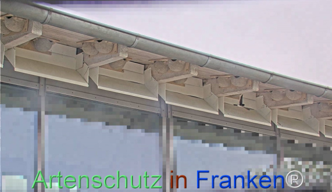 © Artenschutz in Franken® Bild zum Eintrag (1105151-160)