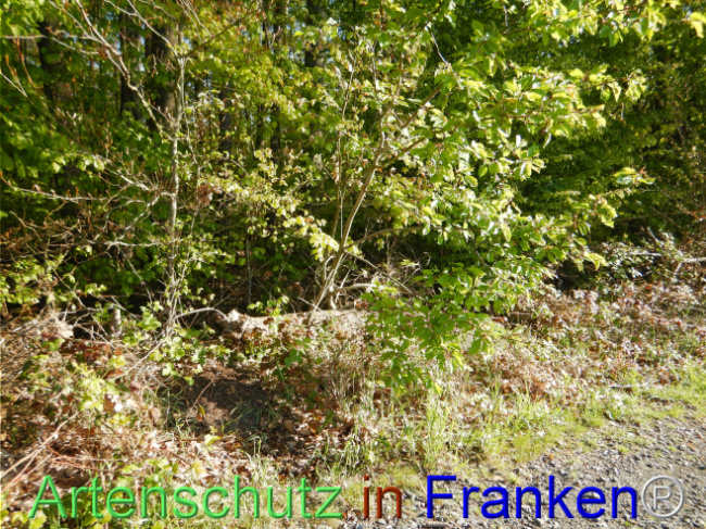 Bild zum Eintrag (1105159-160)