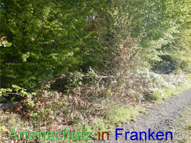 Bild zum Eintrag (1105161-160)
