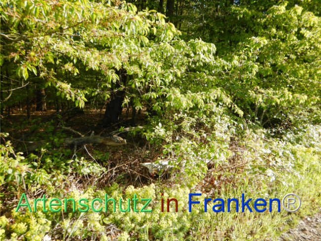 Bild zum Eintrag (1105169-160)