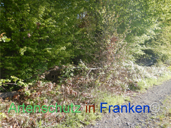 Bild zum Eintrag (1105171-160)