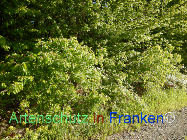 © Artenschutz in Franken® Bild zum Eintrag (1105174-160)