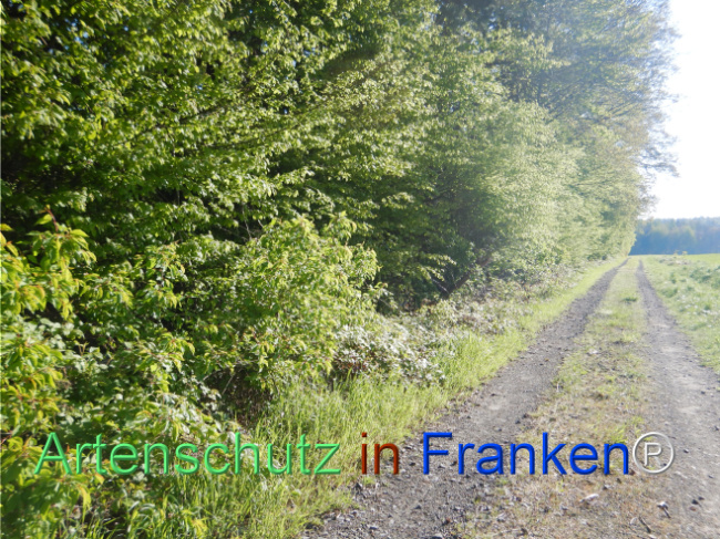 © Artenschutz in Franken® Bild zum Eintrag (1105175-160)