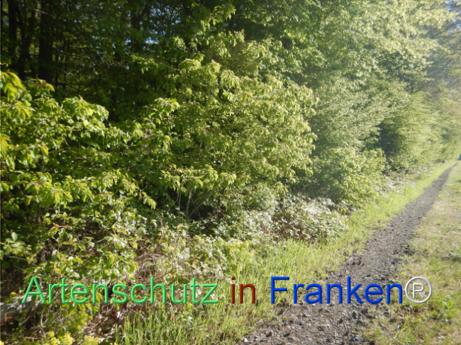 © Artenschutz in Franken® Bild zum Eintrag (1105176-160)
