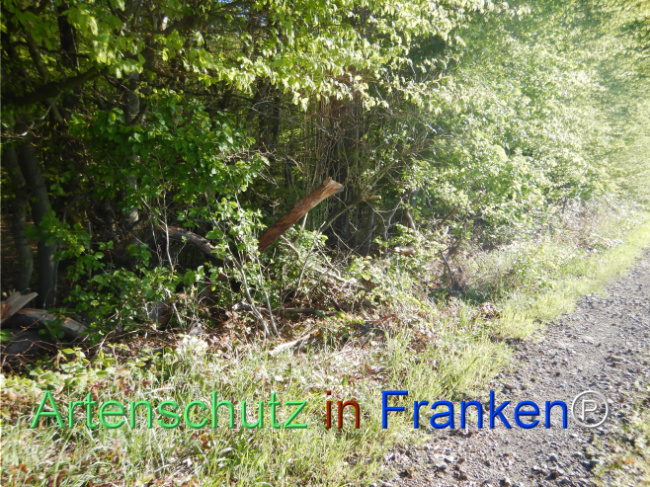 © Artenschutz in Franken® Bild zum Eintrag (1105179-160)