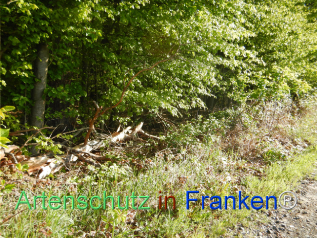 © Artenschutz in Franken® Bild zum Eintrag (1105180-160)