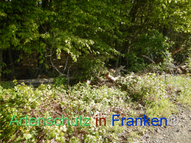 © Artenschutz in Franken® Bild zum Eintrag (1105181-160)