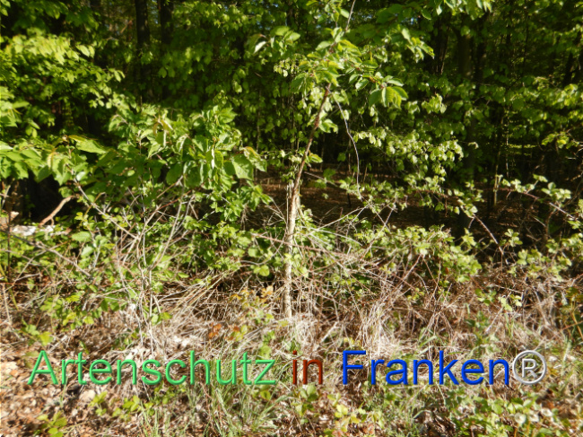 © Artenschutz in Franken® Bild zum Eintrag (1105183-160)