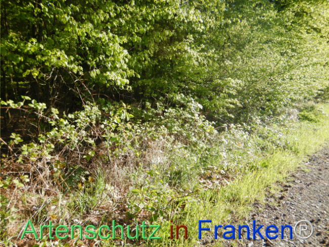 © Artenschutz in Franken® Bild zum Eintrag (1105184-160)