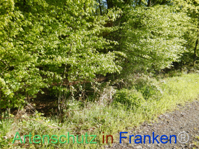 © Artenschutz in Franken® Bild zum Eintrag (1105185-160)