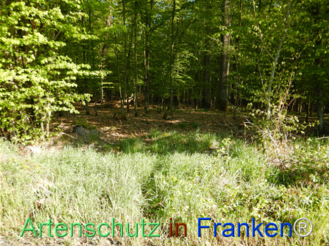 © Artenschutz in Franken® Bild zum Eintrag (1105188-160)
