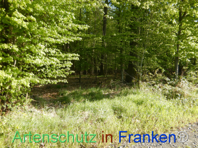 © Artenschutz in Franken® Bild zum Eintrag (1105190-160)