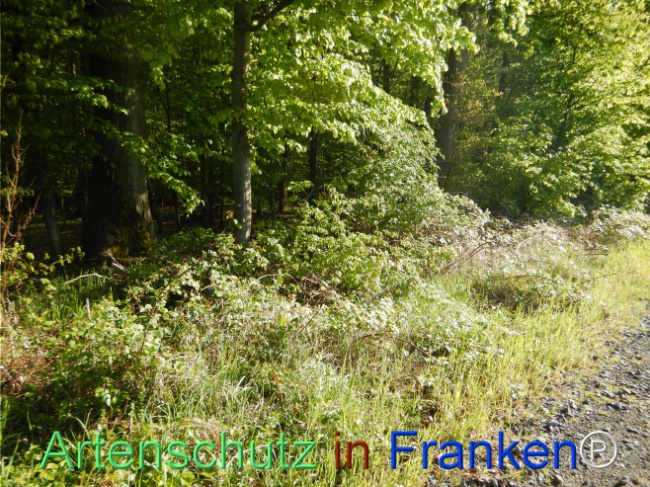 © Artenschutz in Franken® Bild zum Eintrag (1105191-160)