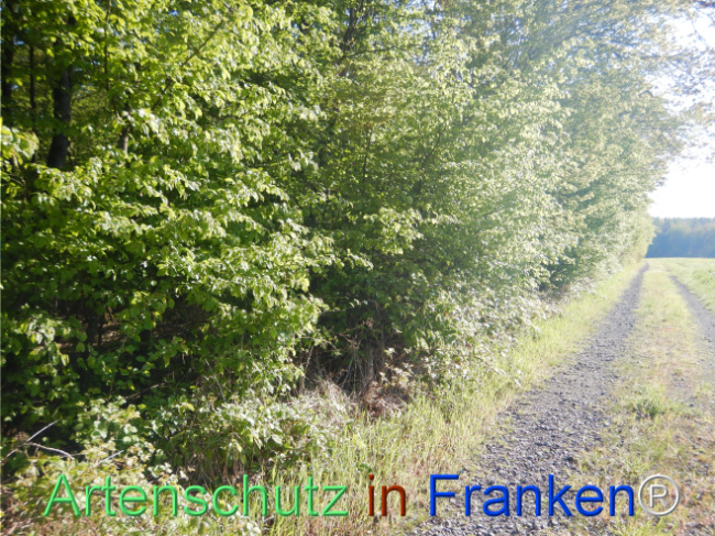 Bild zum Eintrag (1105197-160)
