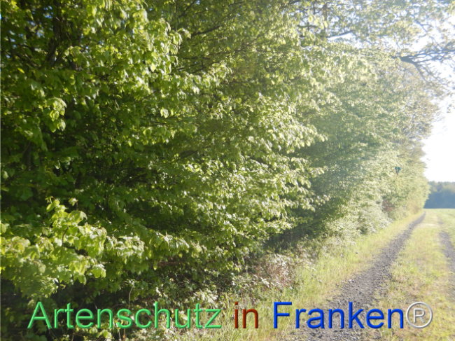 Bild zum Eintrag (1105198-160)