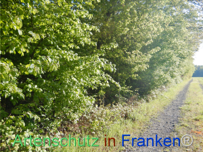 Bild zum Eintrag (1105199-160)