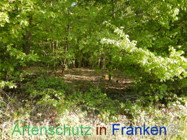 Bild zum Eintrag (1105201-160)