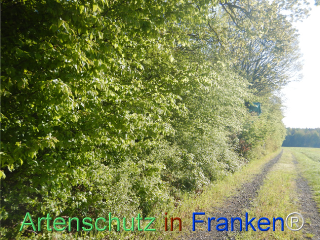 Bild zum Eintrag (1105202-160)
