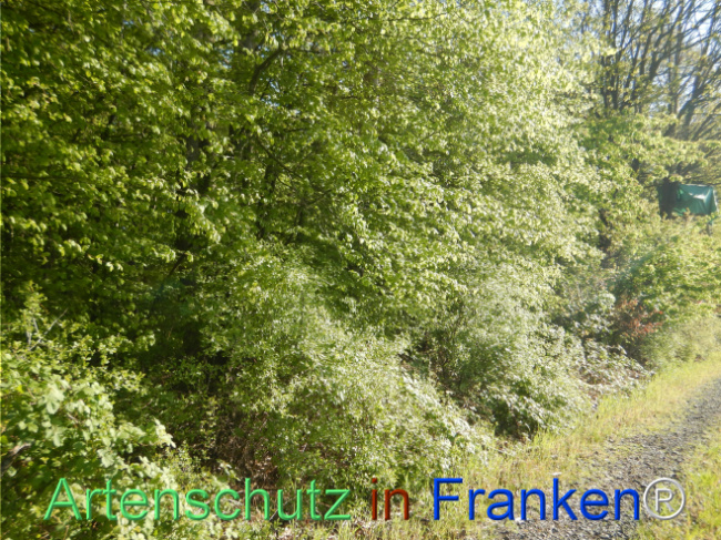 Bild zum Eintrag (1105203-160)