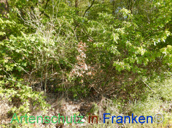 Bild zum Eintrag (1105206-160)