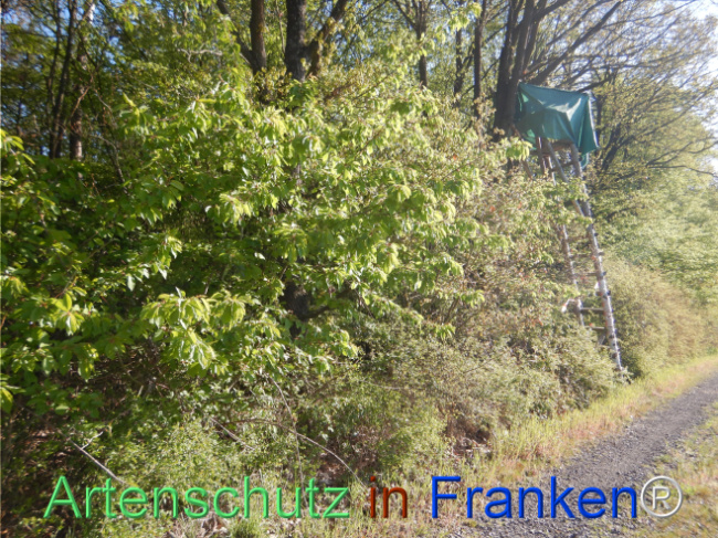 Bild zum Eintrag (1105207-160)