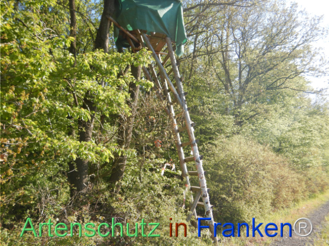 © Artenschutz in Franken® Bild zum Eintrag (1105209-160)