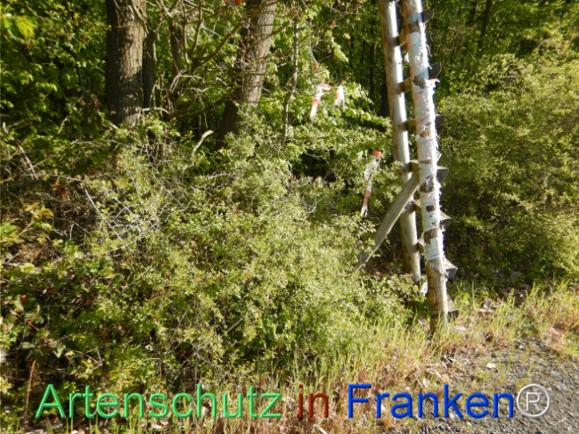 © Artenschutz in Franken® Bild zum Eintrag (1105210-160)