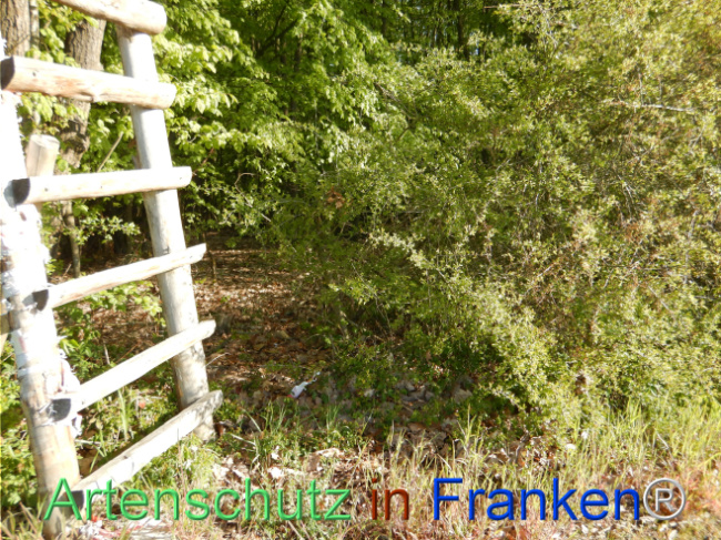 © Artenschutz in Franken® Bild zum Eintrag (1105211-160)