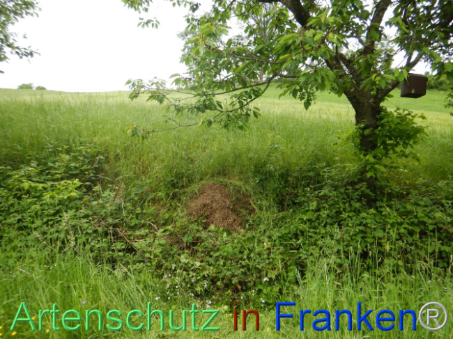 © Artenschutz in Franken® Bild zum Eintrag (1105516-160)