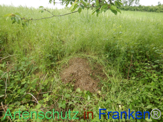 © Artenschutz in Franken® Bild zum Eintrag (1105517-160)
