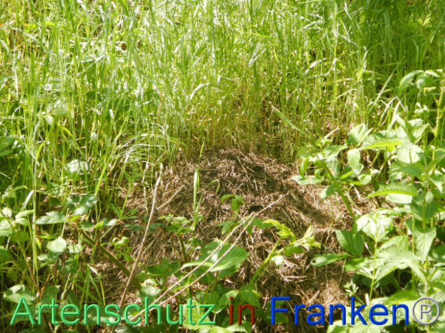 © Artenschutz in Franken® Bild zum Eintrag (1105519-160)