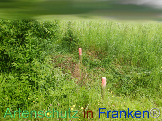 © Artenschutz in Franken® Bild zum Eintrag (1105520-160)