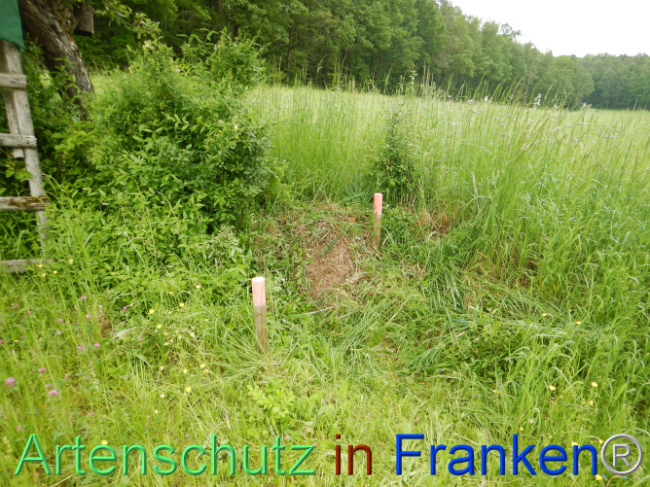 © Artenschutz in Franken® Bild zum Eintrag (1105521-160)