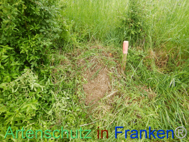 © Artenschutz in Franken® Bild zum Eintrag (1105522-160)