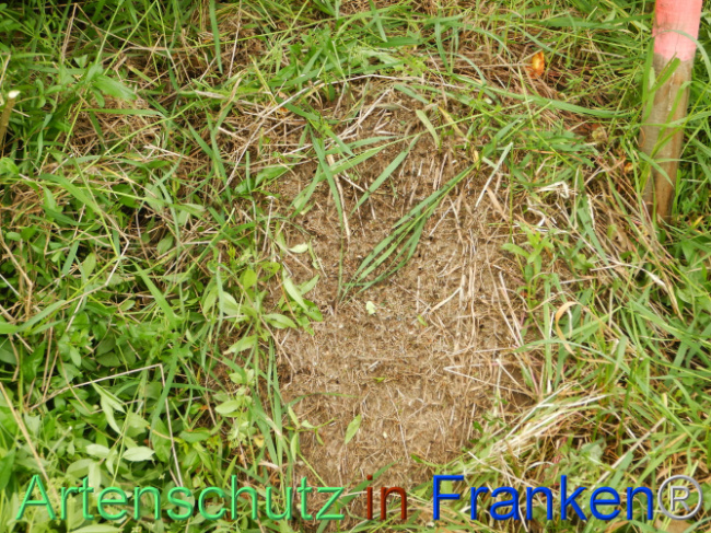 © Artenschutz in Franken® Bild zum Eintrag (1105523-160)