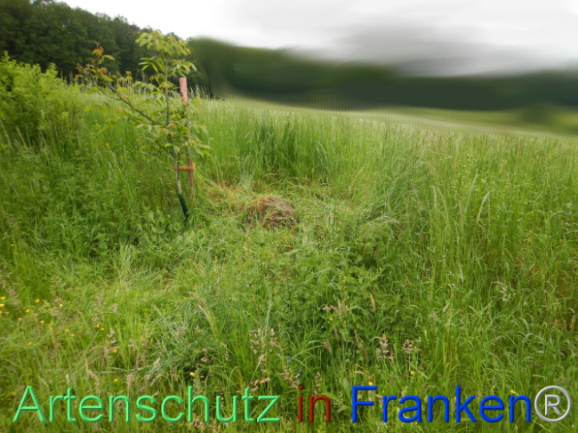 © Artenschutz in Franken® Bild zum Eintrag (1105524-160)